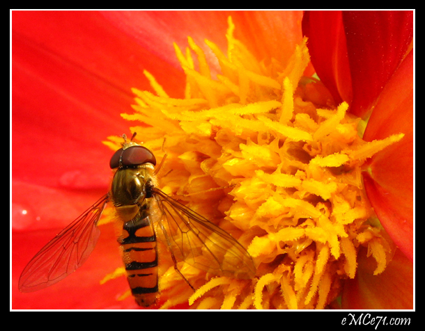 wp-2011-01-zdj22-pszczola-na-kwiatku.jpg